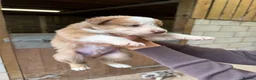 Mixed Breed dogs for sale: Collie puppies  - Advert 10