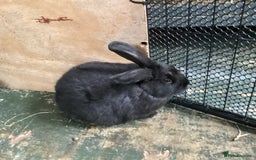 Flemish rabbits for sale: FLEMISH GIANT,CROSS - Advert 19