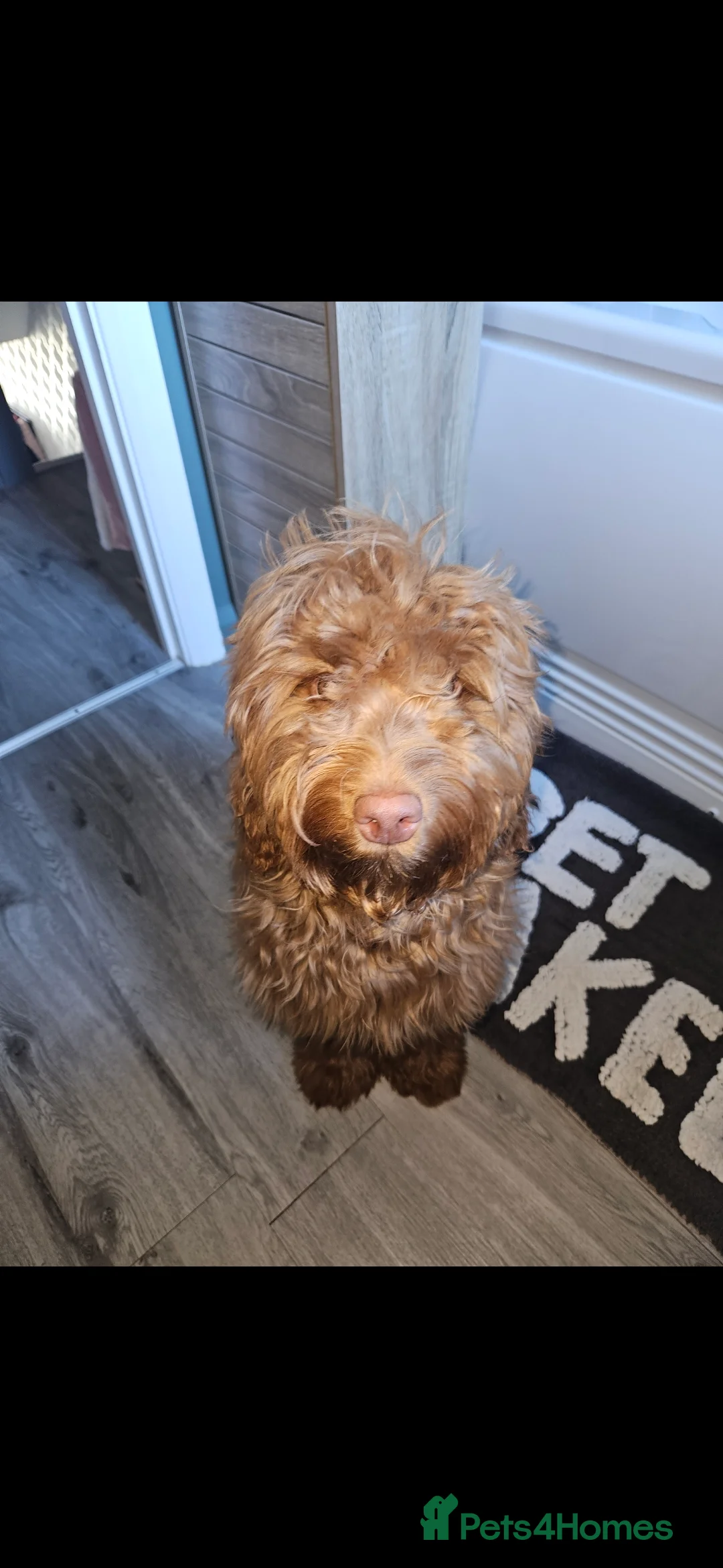 Cockapoo dogs for sale: Rehoming my beautiful Cockerpoo  - Advert 2