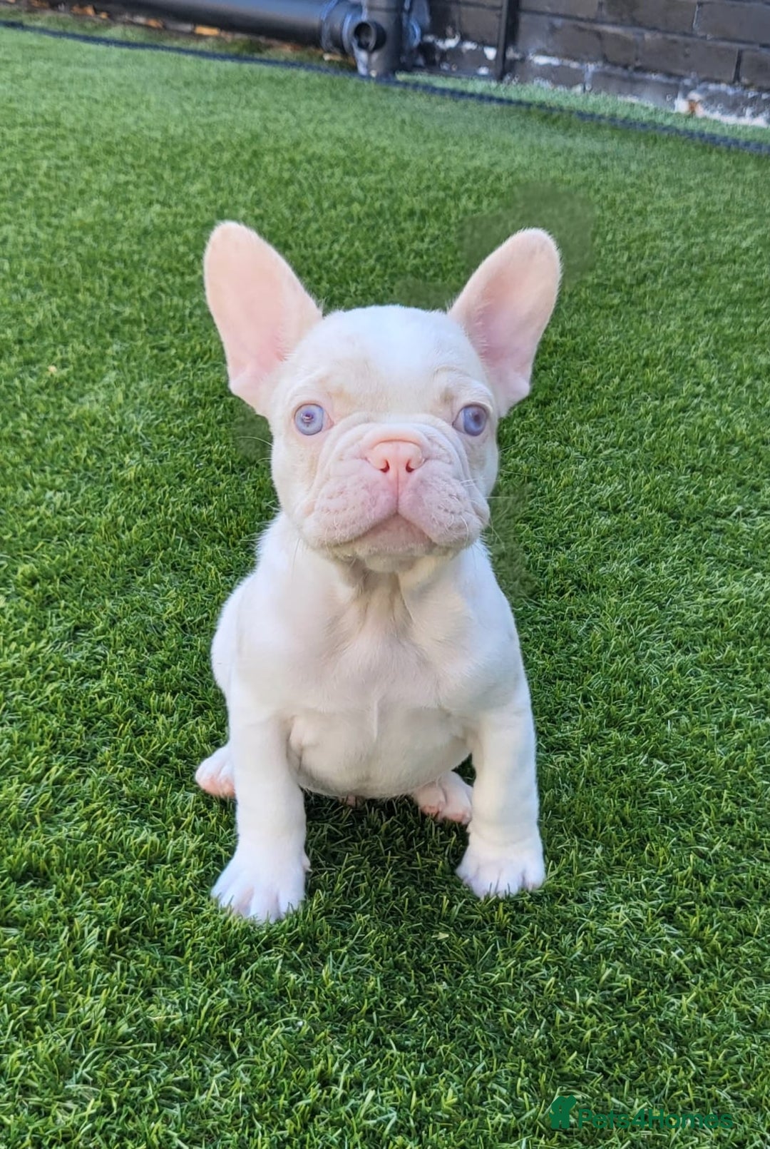 French Bulldog dogs for sale: Unique French bulldogs pups  - Image 4