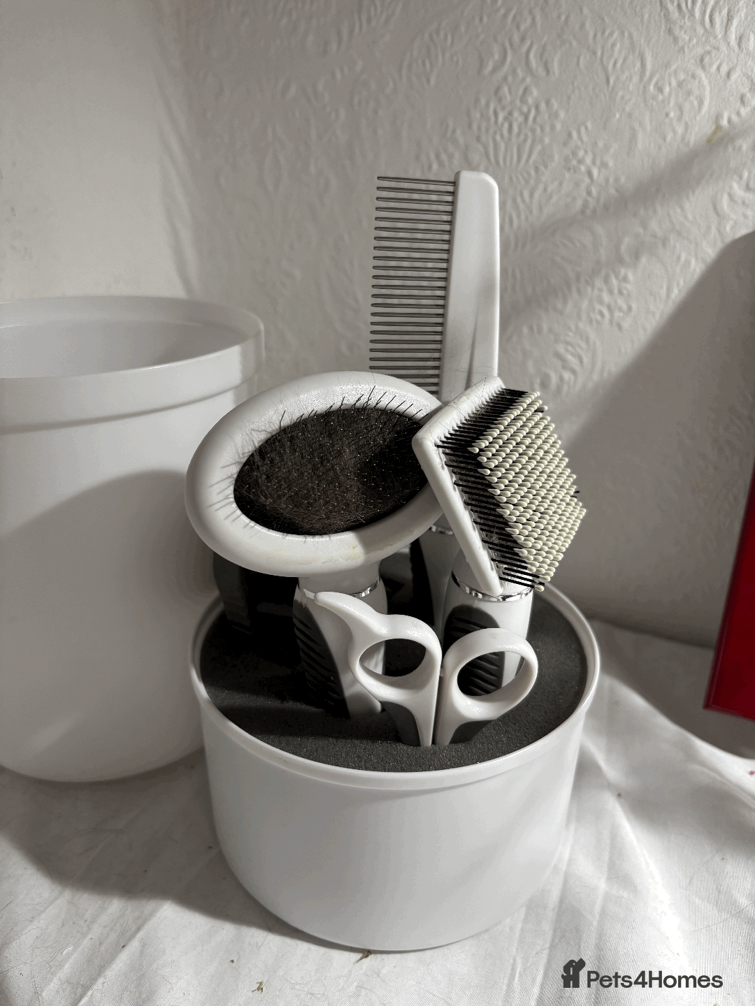 Bengal cats for sale: Beautiful Purebred Bengal Cat for sale - Advert 7