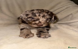 Cockapoo dogs for sale: F1 Cockapoo puppies  - Image 12