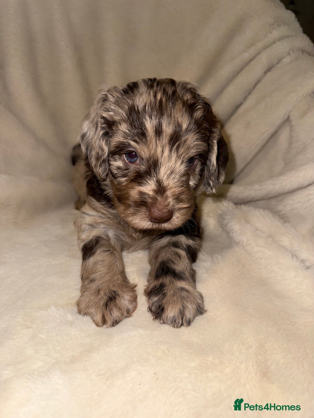 Cockapoo dogs for sale: F1 Cockapoo puppies  - Image 12