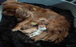 Cavalier King Charles Spaniel dogs for sale: Cavalier King Charles  - Image 6