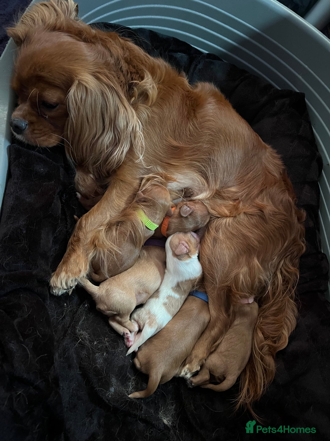 Cavalier King Charles Spaniel dogs for sale: Cavalier King Charles  - Image 6
