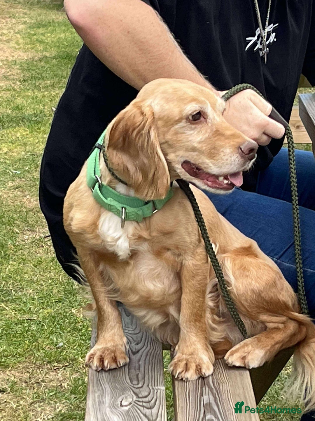 Cocker Spaniel dogs for adoption: Bob needs a loving home  - Advert 12