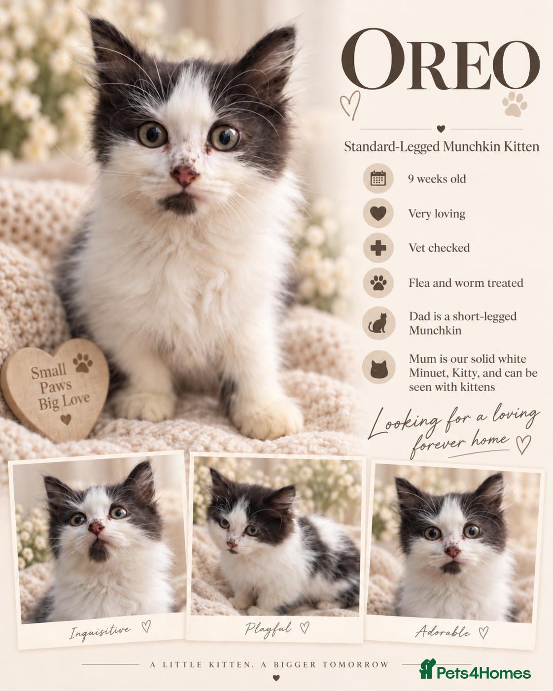 Munchkin cats Beautiful Munchkin Kittens – TICA Registered Dad - Advert 2