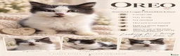 Munchkin cats for sale: Beautiful Munchkin Kittens – TICA Registered Dad - Advert 2