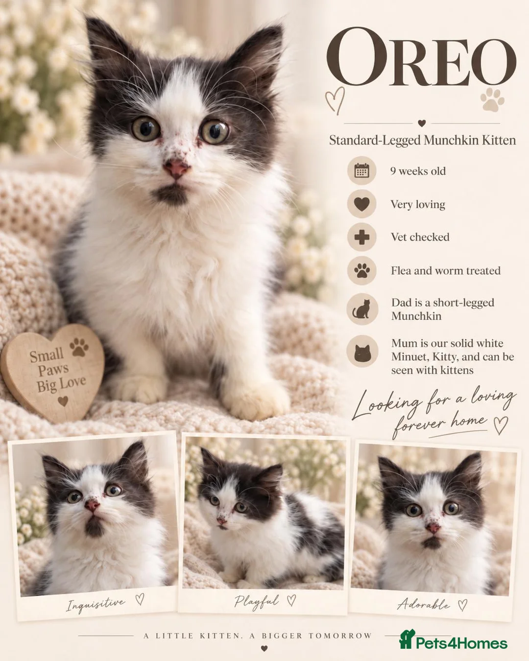 Munchkin cats for sale: Beautiful Munchkin Kittens – TICA Registered Dad - Advert 2
