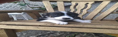 Border Collie 1