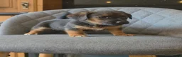 Jack Russell dogs for sale: Traditional Working Jack Russell Pups  - Advert 8