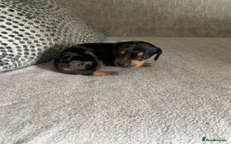 Miniature Dachshund dogs for sale: Miniature dachshund girl puppy  - Image 4