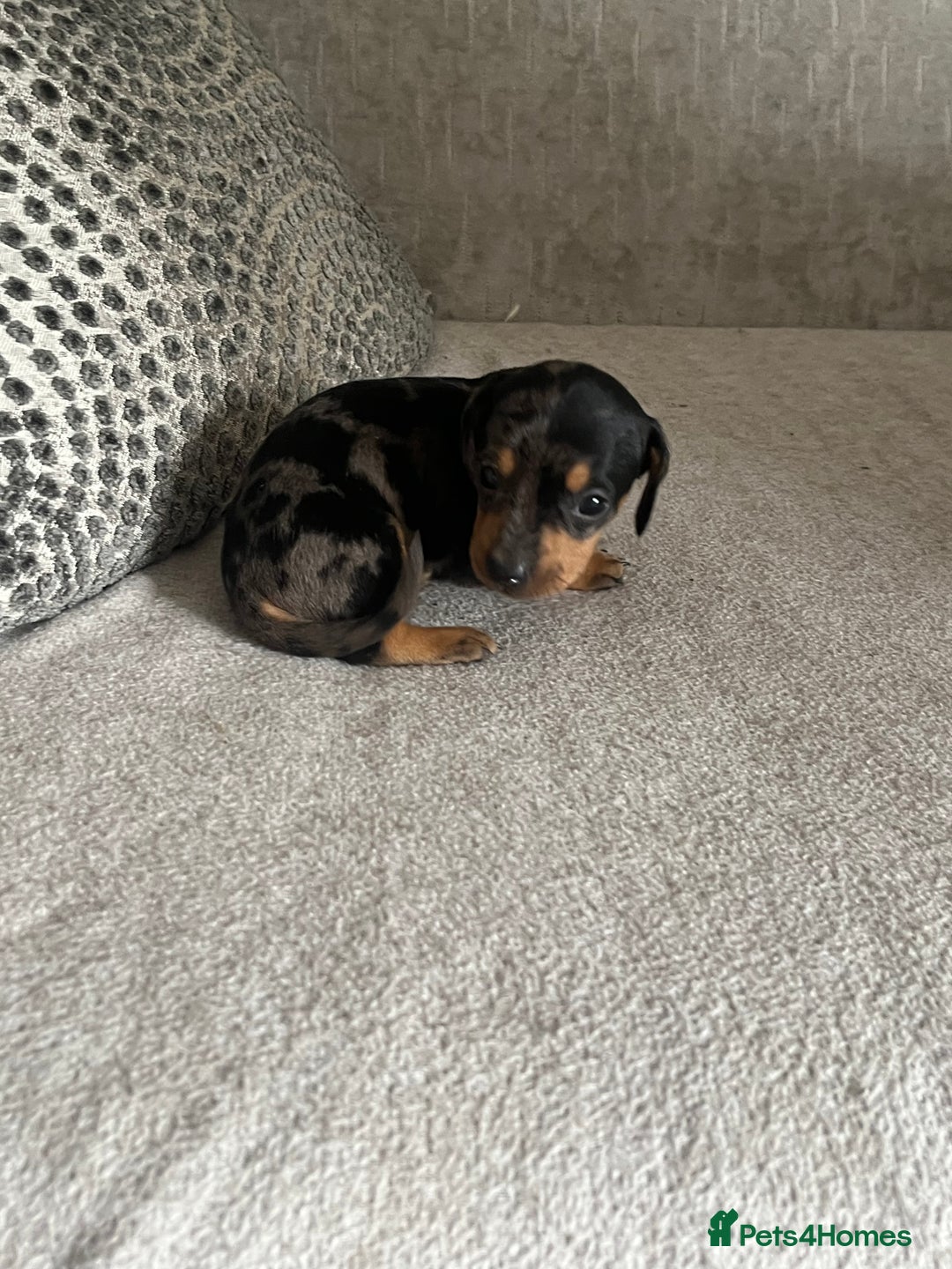 Miniature Dachshund dogs for sale: Miniature dachshund girl puppy  - Image 4