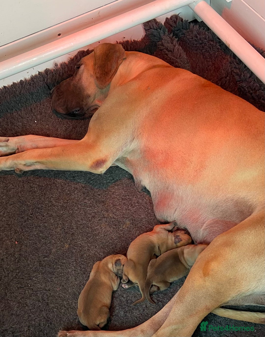 Great Dane dogs for sale: Primus Great Danes - Image 7