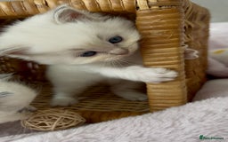 Ragdoll cats for sale: Cherubim Ragdoll Kittens TICA Mink Lynx - Image 15