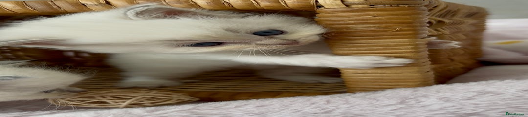 Tiggywinkle