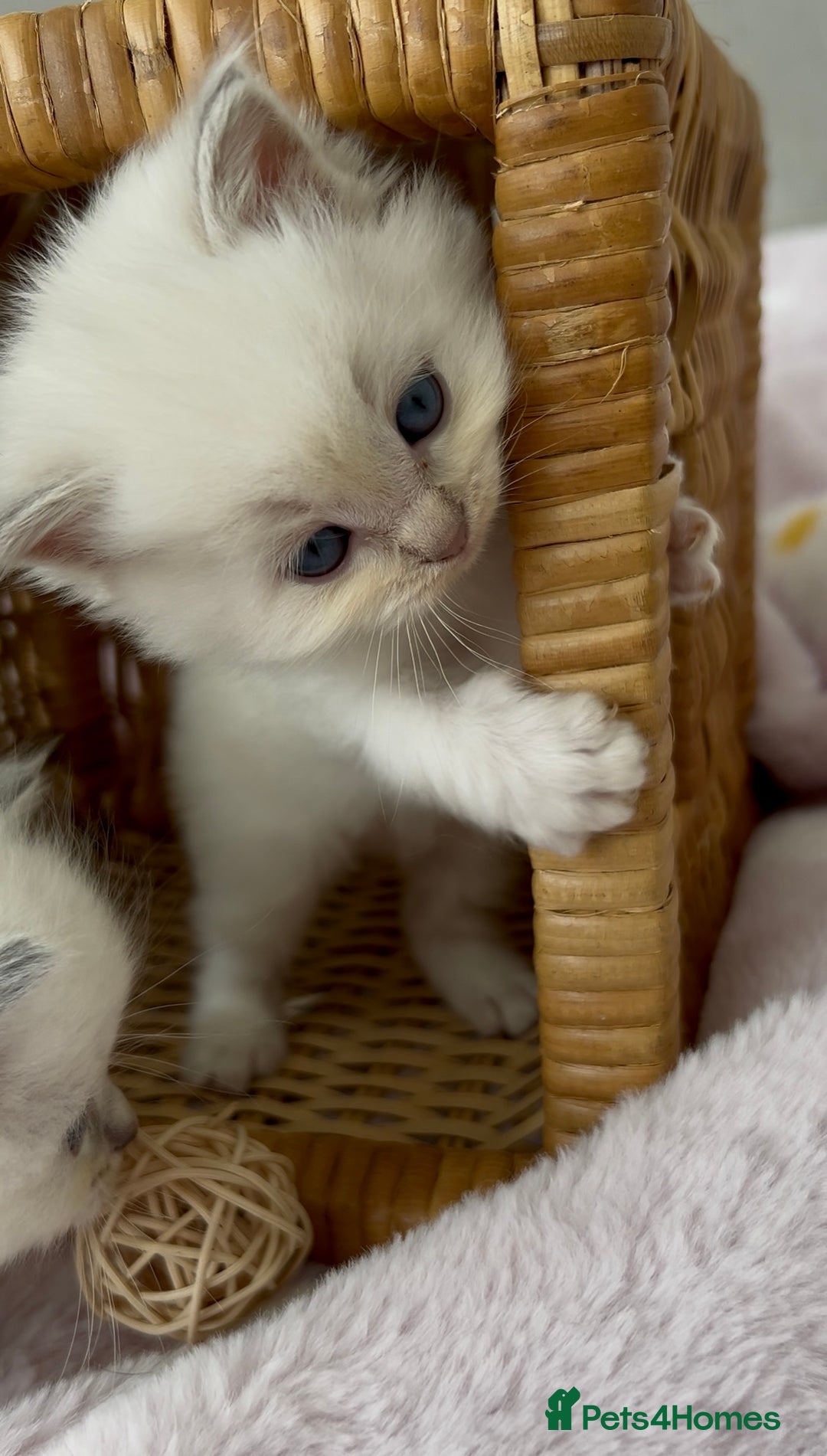 Ragdoll cats for sale: Cherubim Ragdoll Kittens TICA Mink Lynx - Image 15