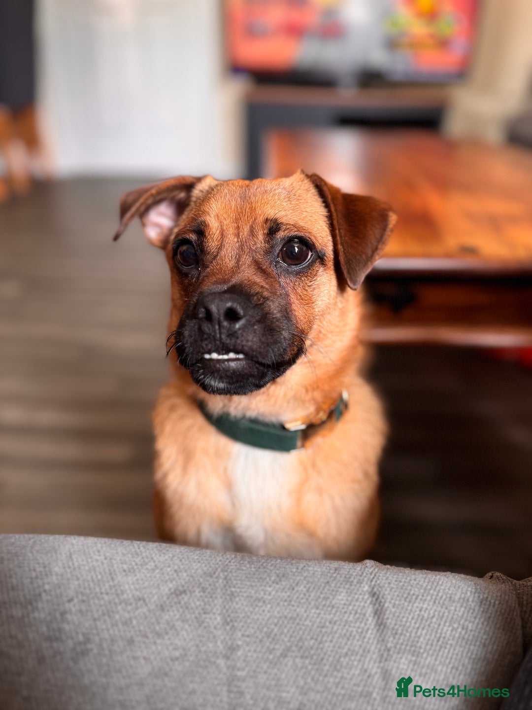 Jug dogs for sale: Reggie - Image 2