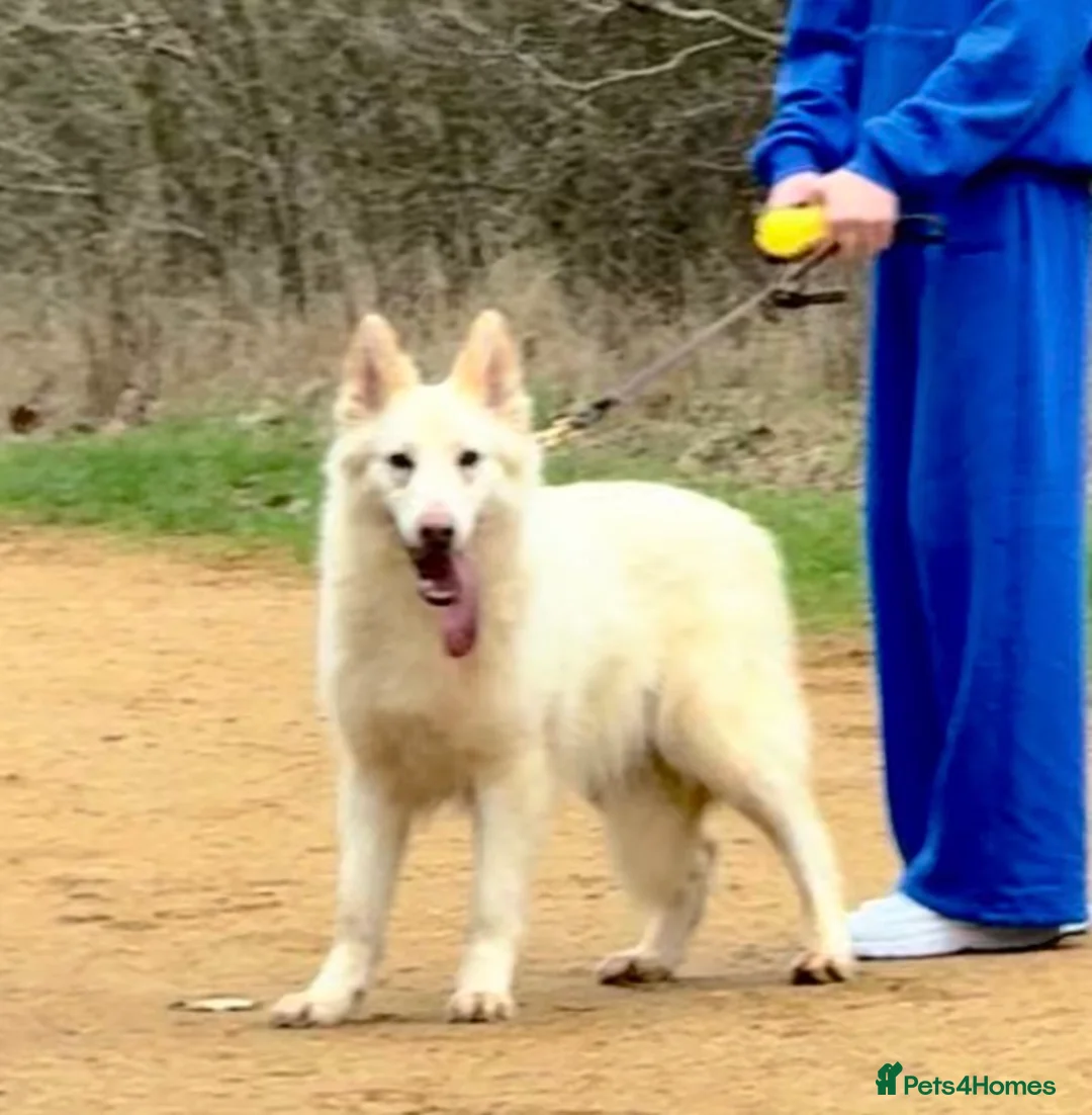 German Shepherd dogs for sale: EXCEPTIONAL WHITE GERMAN SHEPHERD PUPPIES - Advert 22