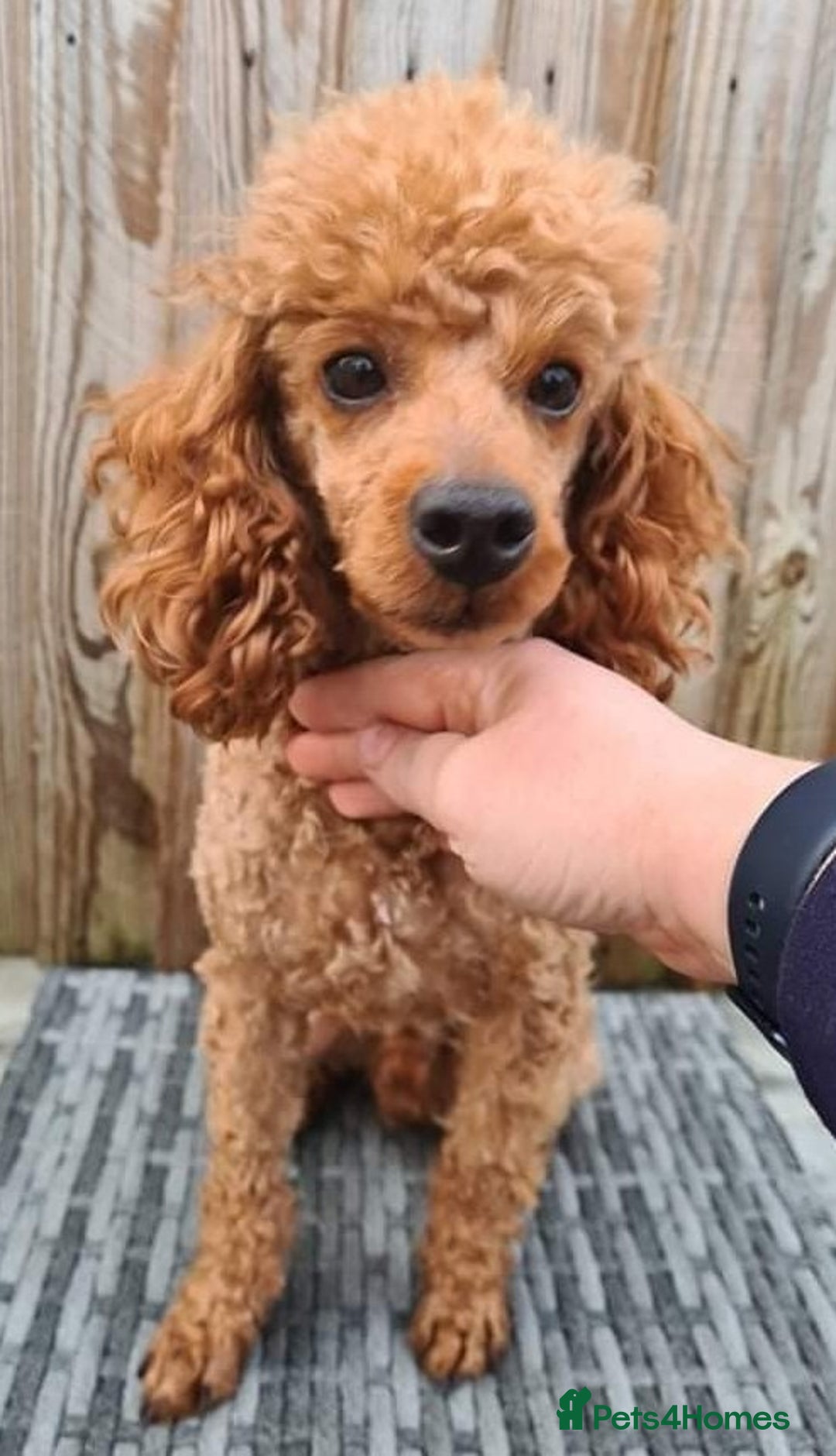 Toy Poodle dogs for stud: Proven Red Toy Poodle Stud Dog  in Mexborough - Image 2
