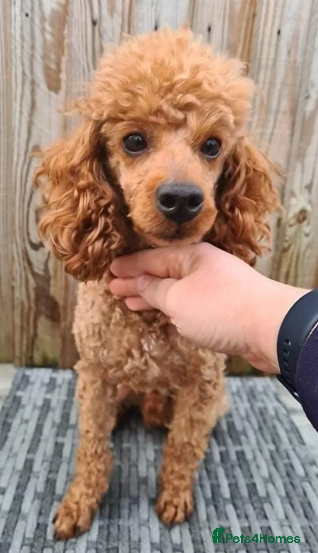 Toy Poodle dogs for stud: Proven Red Toy Poodle Stud Dog  in Mexborough - Advert 2