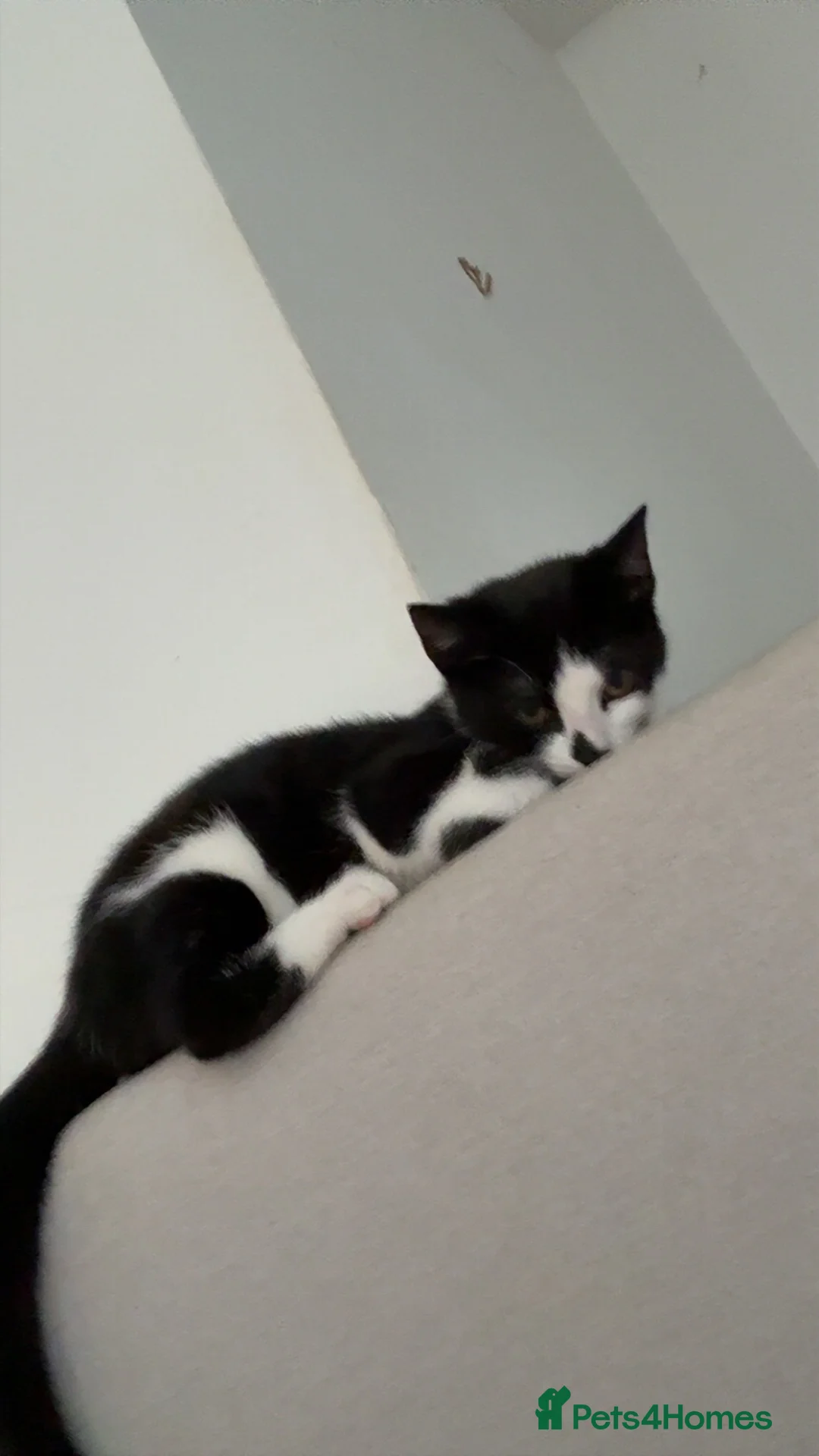 British Shorthair cats for sale: Miss Lilo in Blackburn - Advert 2