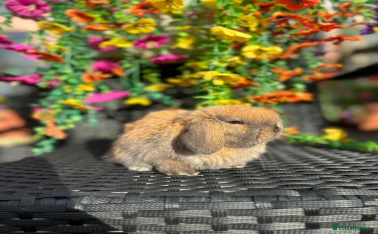 Mini Lop rabbits - Advert 13