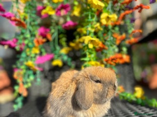 Mini Lop rabbits - Advert 2