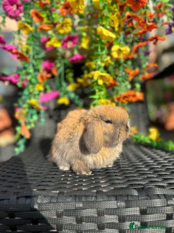 Mini Lop rabbits - Advert 14