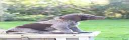 German Shorthaired Pointer dogs for sale: Last two remaining... in York - Advert 8