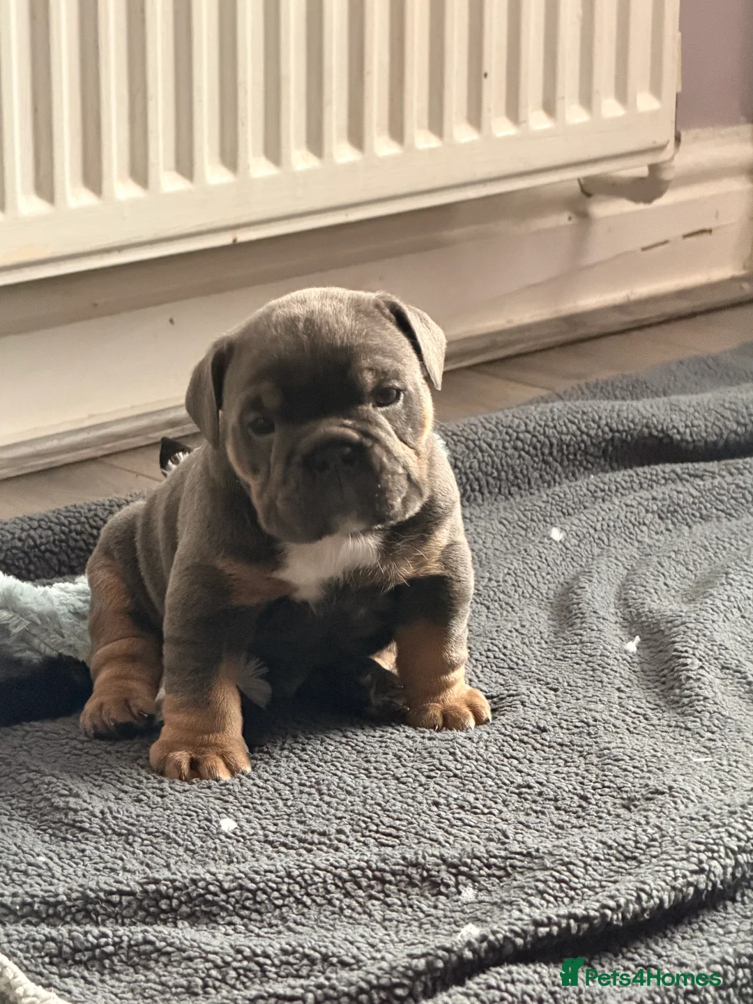 Mixed Breed dogs for sale: English bulldogs  - Advert 1