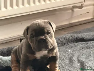 Mixed Breed dogs English bulldogs - Advert 1