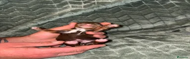Cocker Spaniel 6