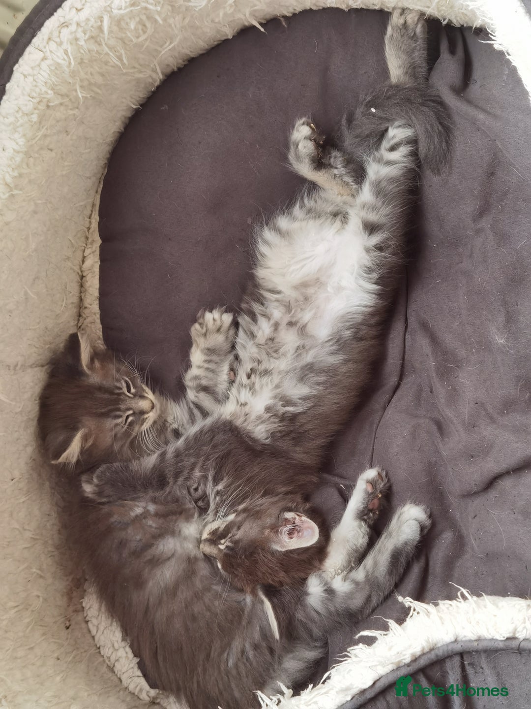 Maine Coon cats for sale: Two beautiful Maine Coon kittens - Image 8