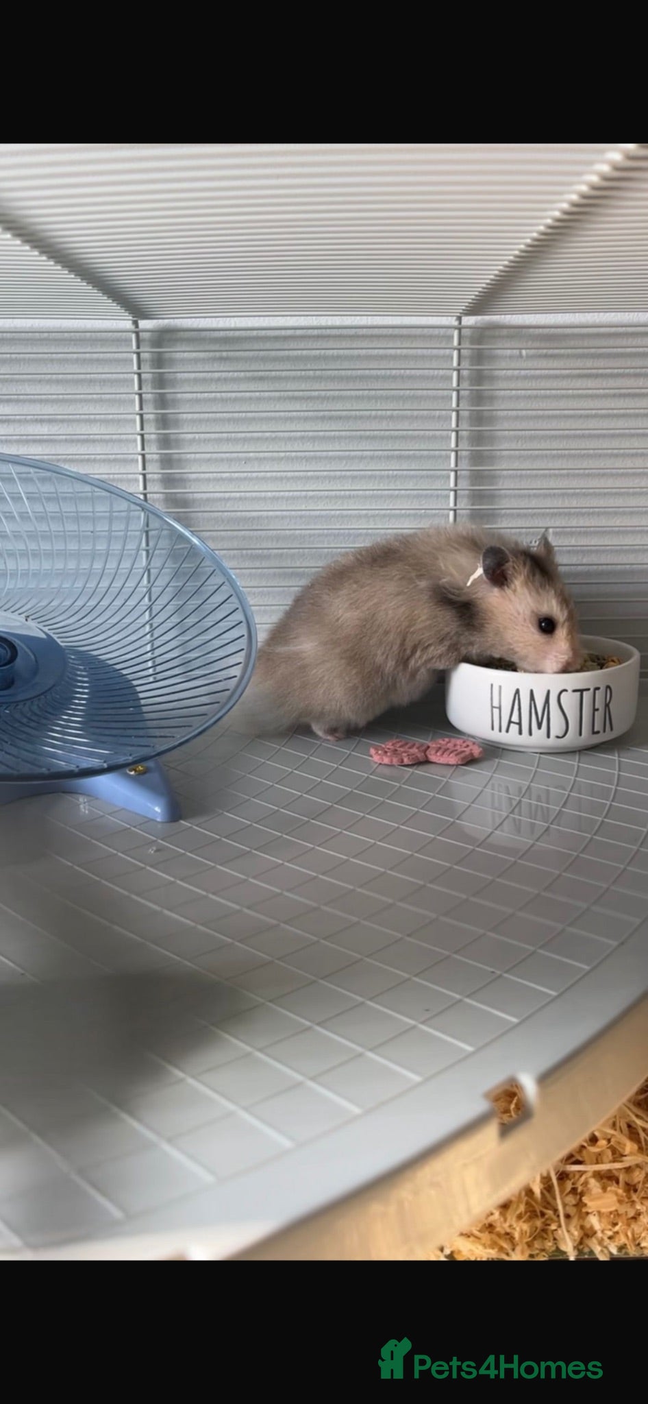 Hamster rodents Syrian Hamster for sale - Advert 4