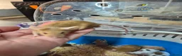 Mouse rodents for sale: Fancey Male and female mice - Advert 23