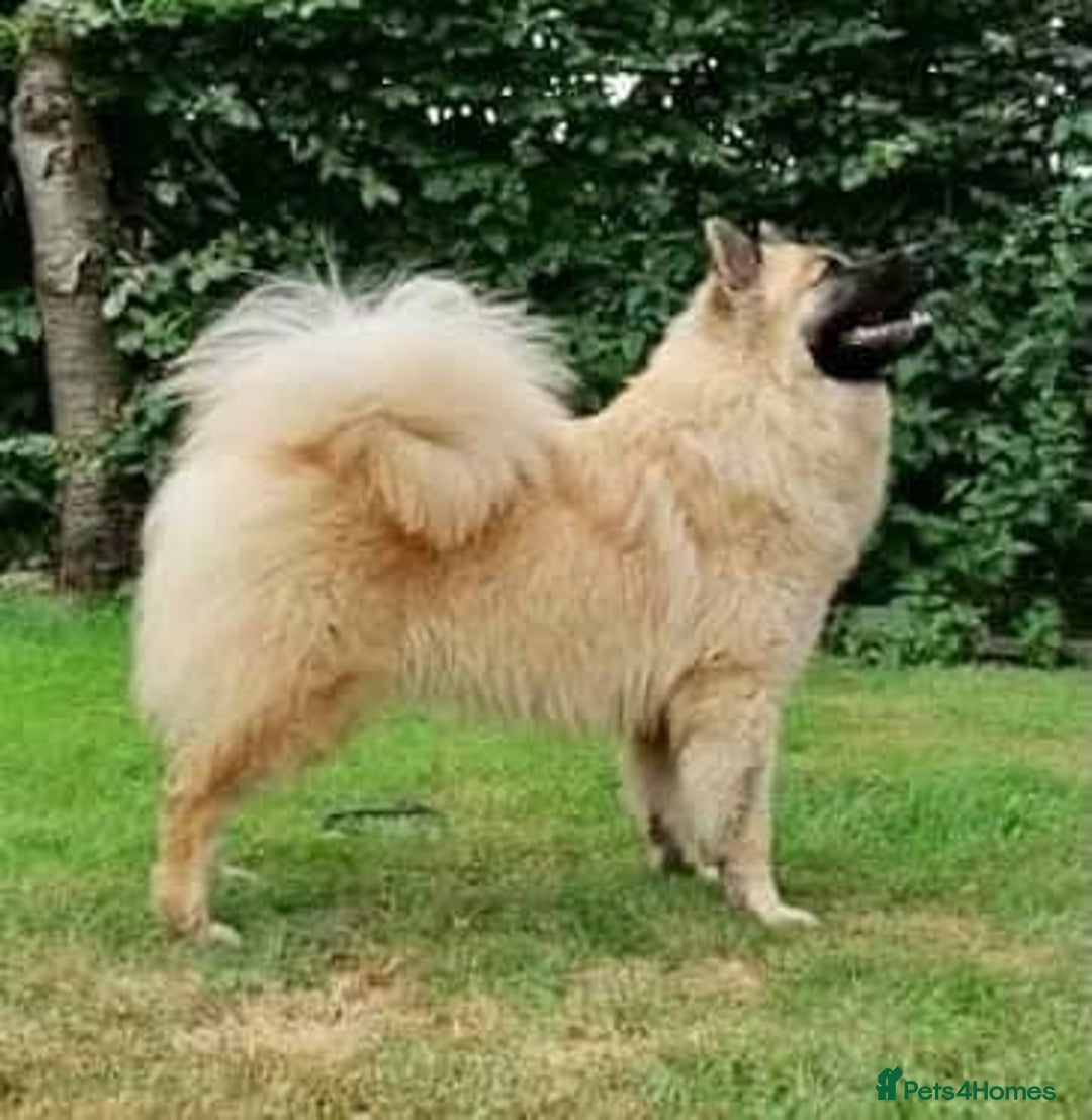 Eurasier dogs for sale: KC REG Eurasier Puppies  - Image 3