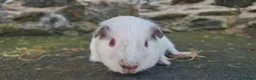 Guinea Pig rodents for sale: Male smooth haired guinea pigs - Advert 12