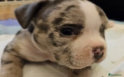 American Bully dogs for sale: 4 pocket bully pups. - Advert 3