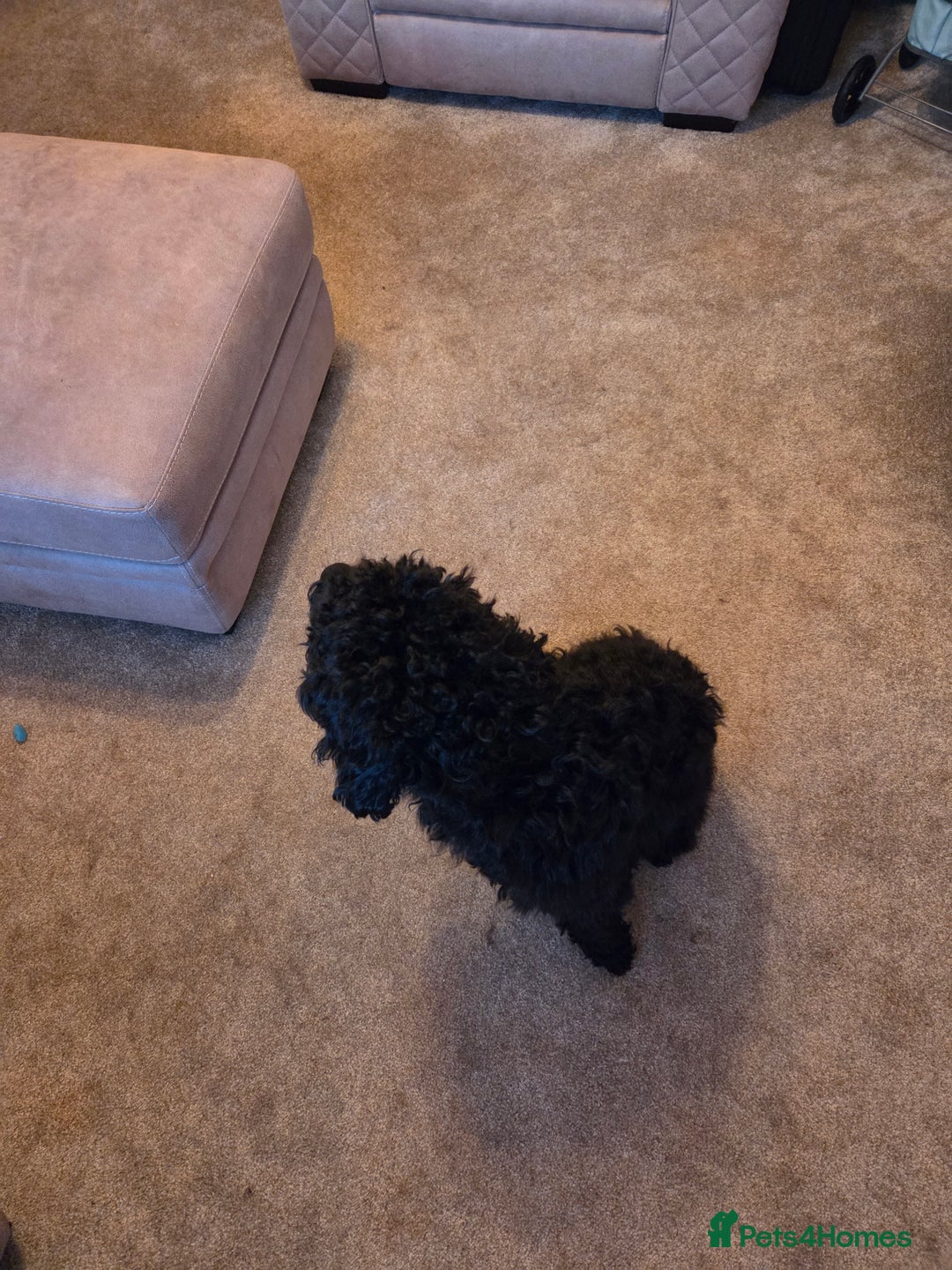 Mixed Breed dogs for sale: 10 month old cocker schnoodle - Image 4