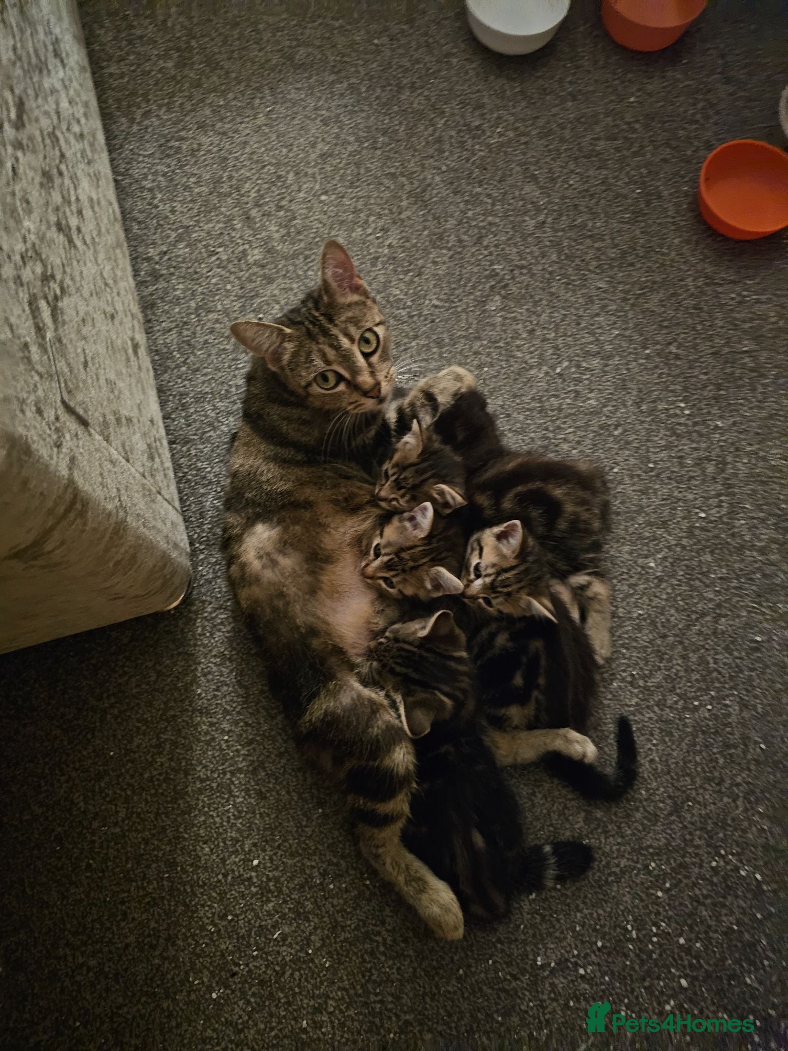 American Shorthair cats American Shorthair kittens - Advert 1