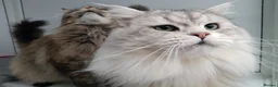 Maine Coon cats for stud: MAINE COON STUD AVAILABLE PROVEN SILVER TABBY BOY  - Advert 4