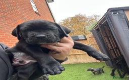 Cane Corso dogs for sale: Elite Champion Bloodline Cane Corso puppies - Image 9
