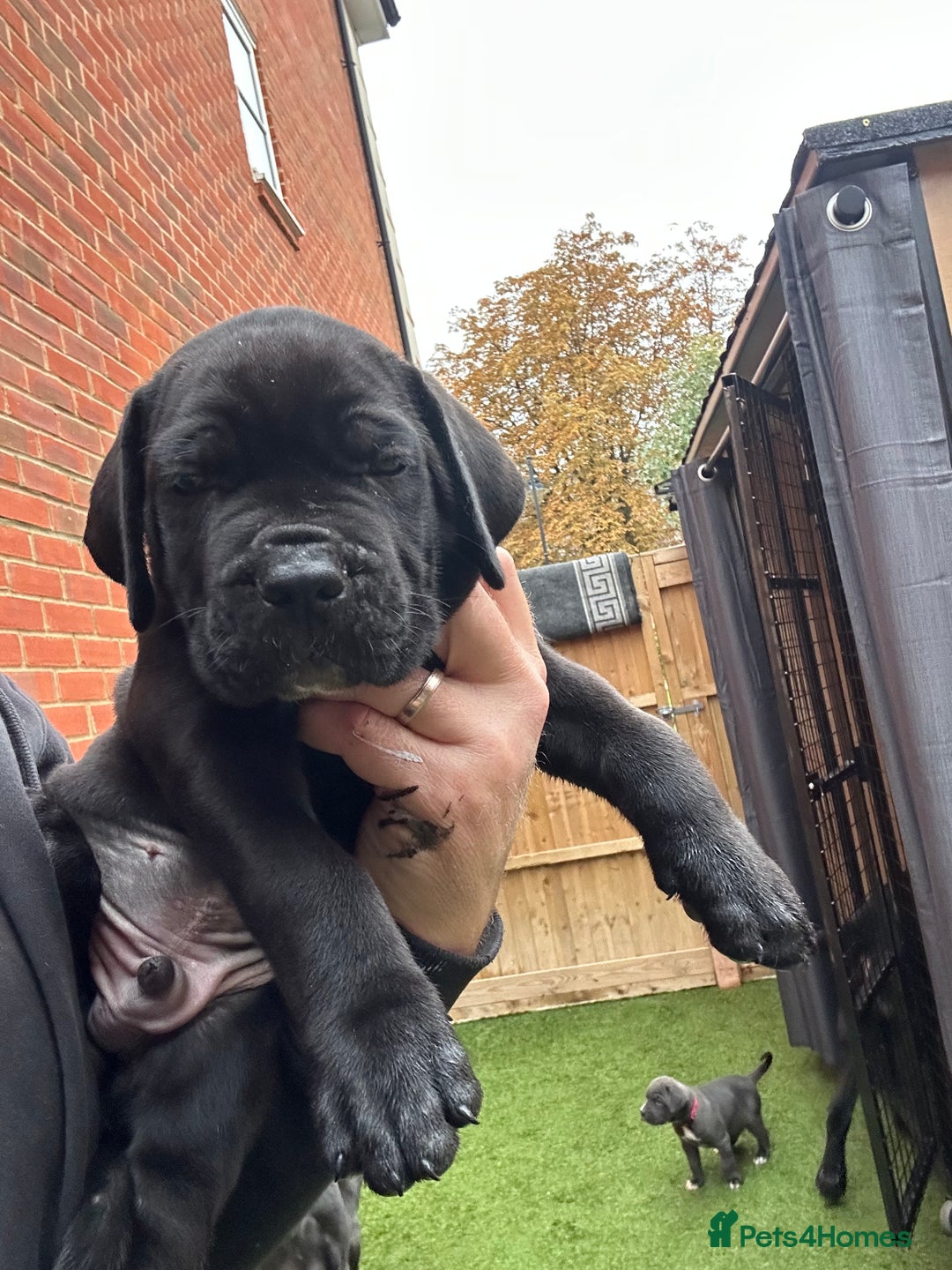 Cane Corso dogs for sale: Elite Champion Bloodline Cane Corso puppies - Image 9