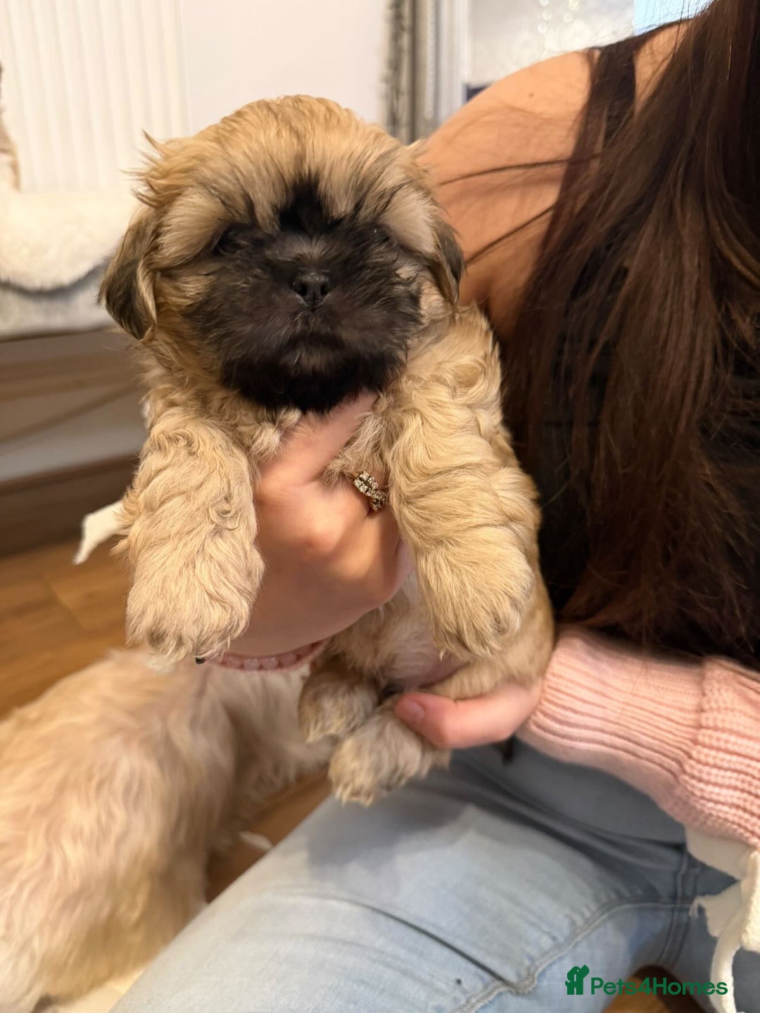 Shih Tzu dogs for sale: Shih Tzu - Advert 7