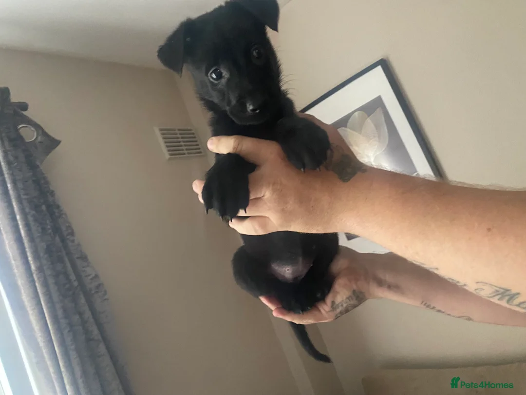 Mixed Breed dogs for sale: Looking for there forever home  in Tipton - Advert 2