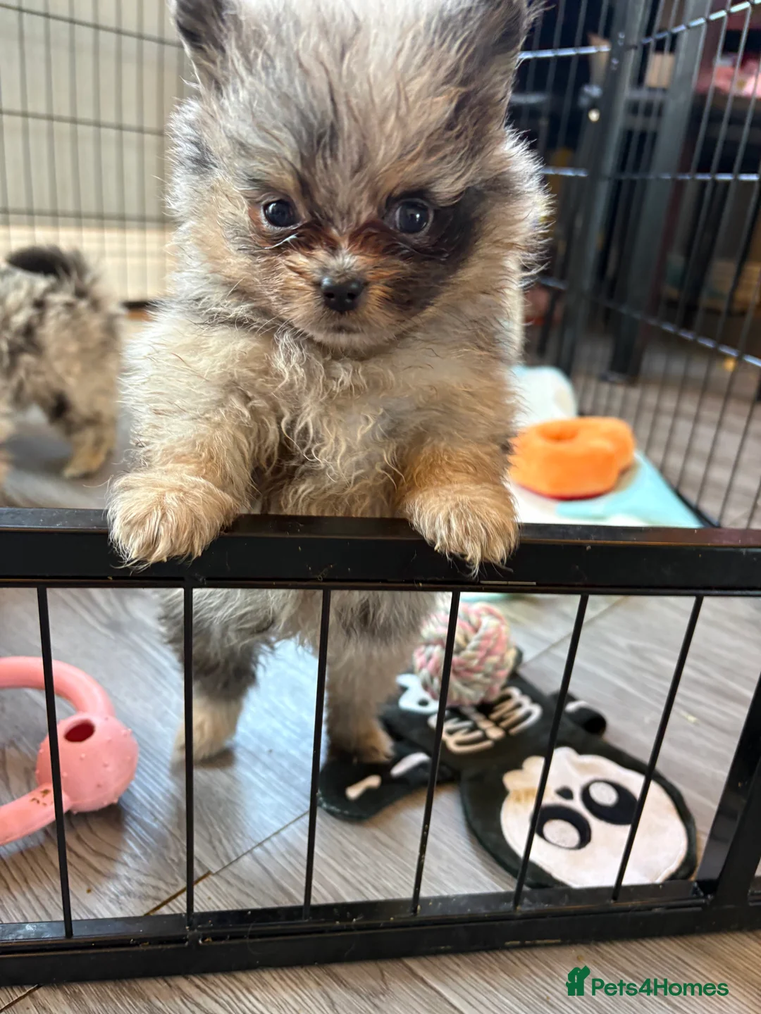 Pomeranian dogs for sale: Pomeranian puppies in Canvey Island - Advert 28