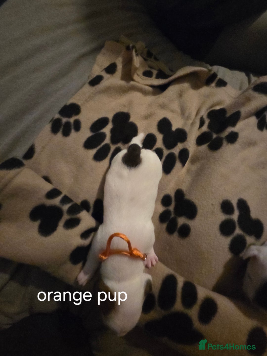 Jack Russell dogs for sale: Jack russell puppies - Advert 10