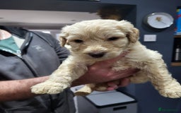 Labradoodle dogs for sale: Large standard labradoodles - Image 16