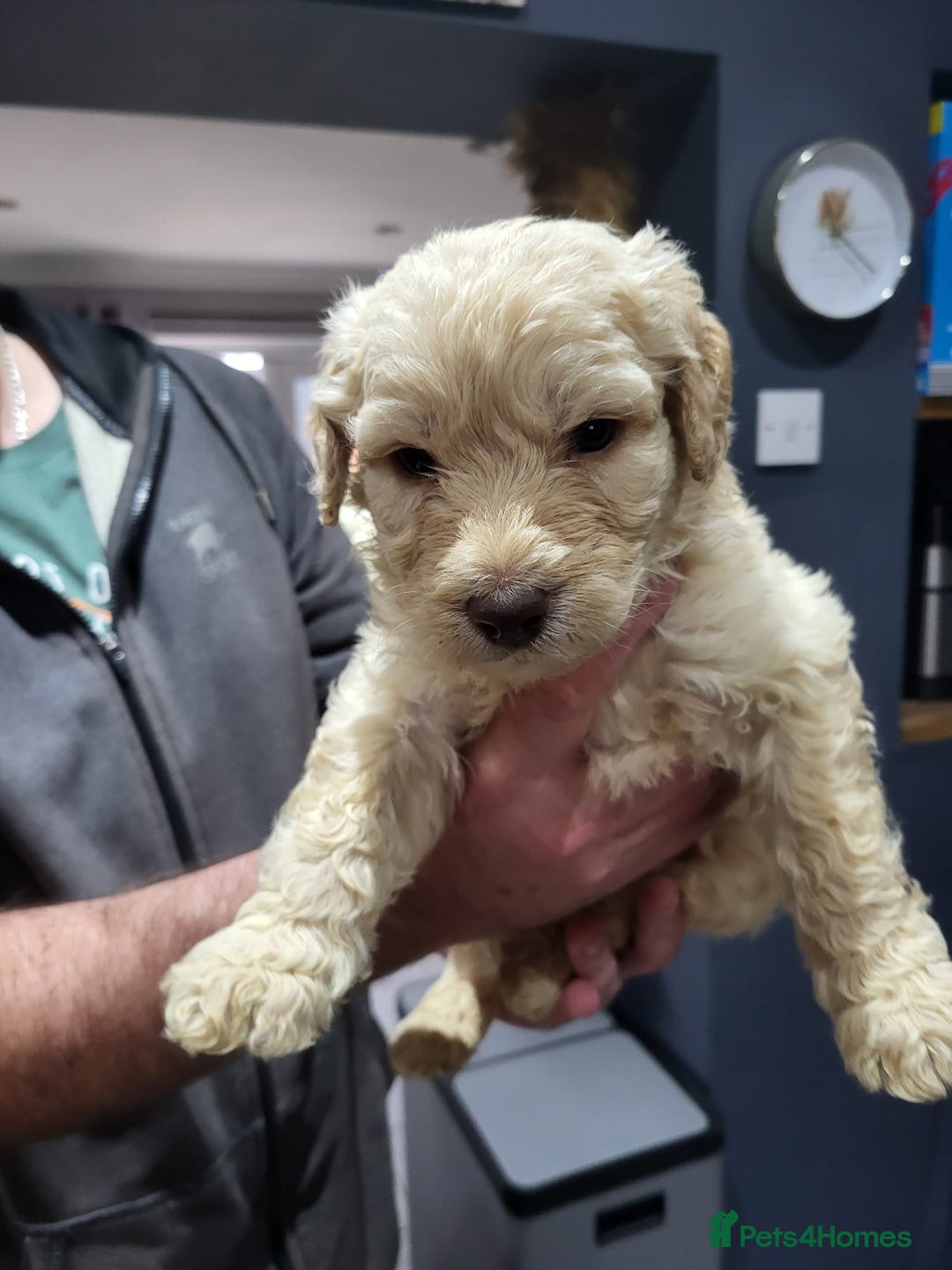 Labradoodle dogs for sale: Large standard labradoodles - Image 16